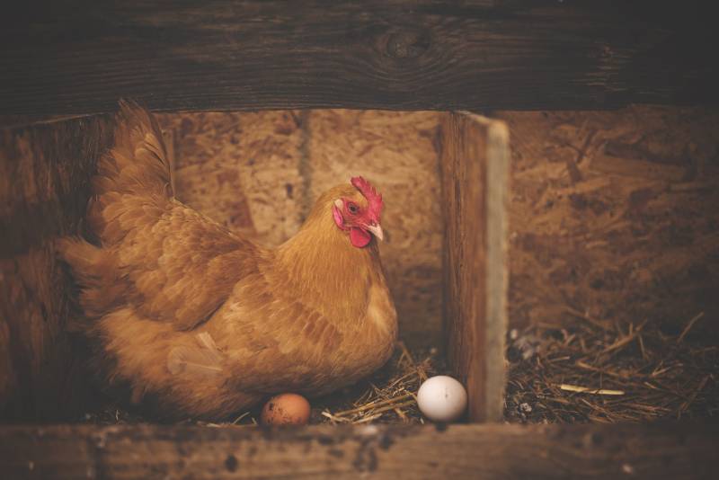 È nato prima l'uovo o la gallina? La scienza risolve (finalmente) il mistero vecchio come l'uomo