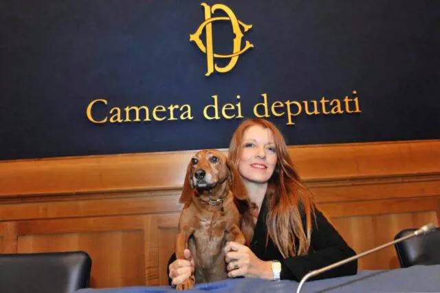 Tutela degli animali. Multe e condanne