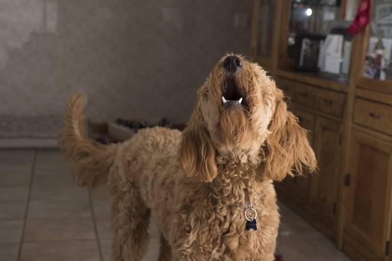 Il cane disturba in condominio? Può essere stalking condominiale: cosa dice la sentenza