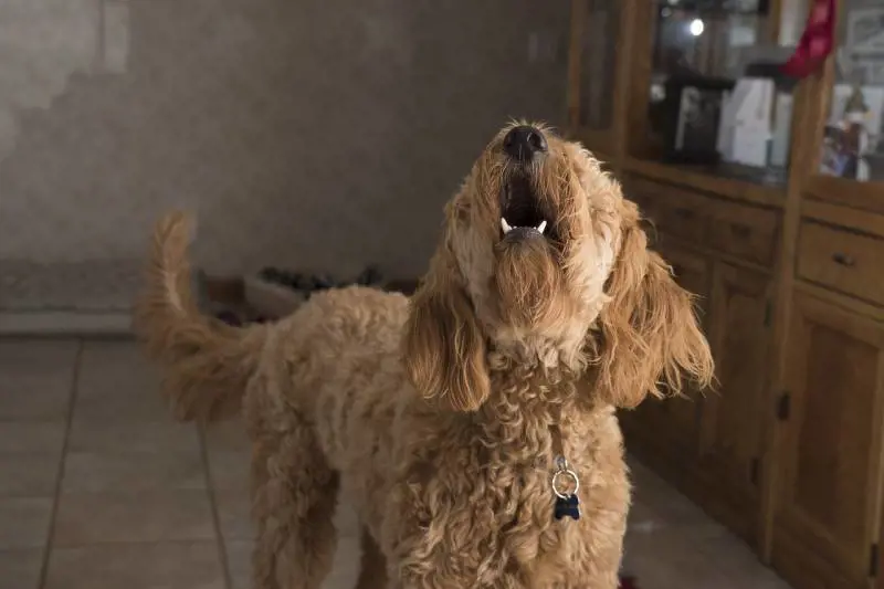 Truffa del cane scomparso: ecco come funziona