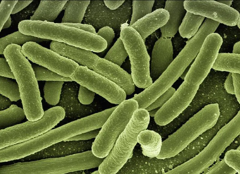 "Rischi senza precedenti". L'allarme degli scienziati sui "batteri-specchio"