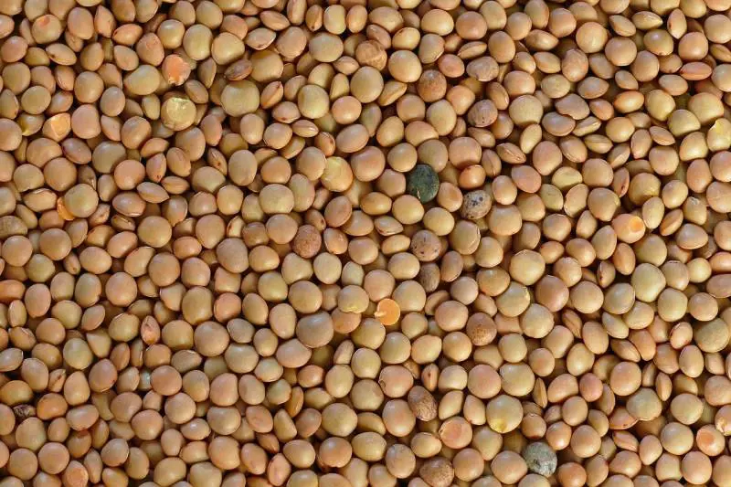 Ricche di proteine, vitamine, sali minerali e fibre: le lenticchie, regine della tavola a Capodanno