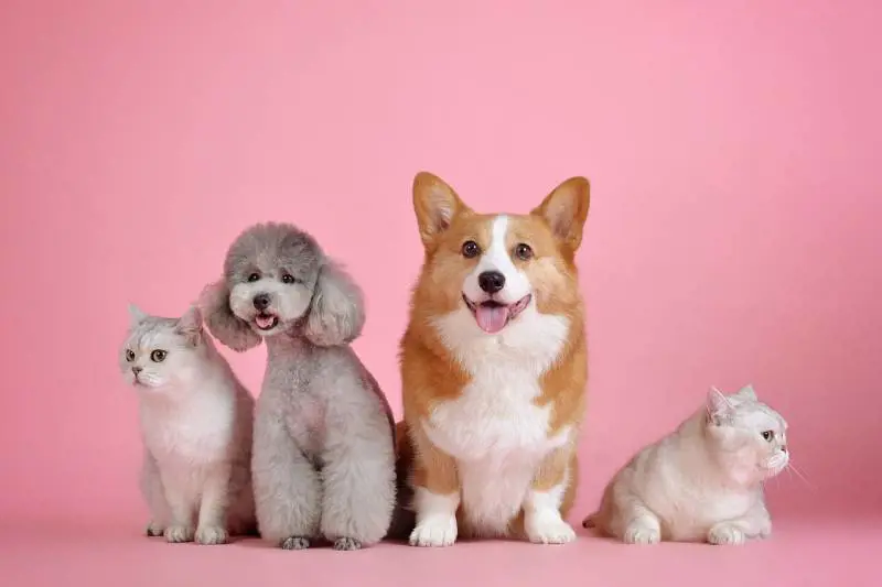 Bonus veterinario, come risparmiare sulle spese degli amici a quattro zampe