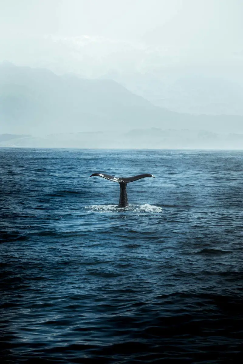 "Horcynus Orca", capolavoro di una lingua fluida ed eterna