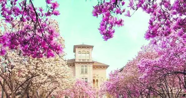 In città fioriscono le magnolie, dove vederle