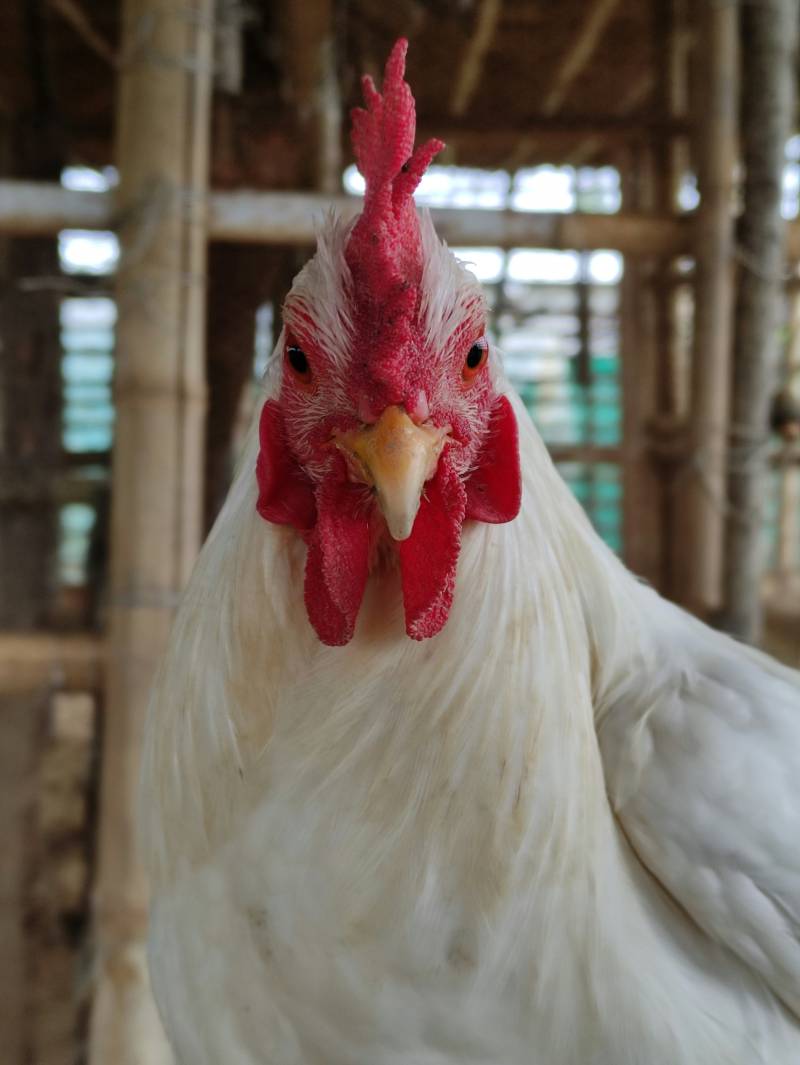 La gallina è un animale intelligente, lo si capisce da come... fa le uova