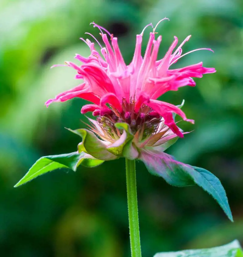 Monarda Didyma L., l'estratto rallenta l'invecchiamento biologico