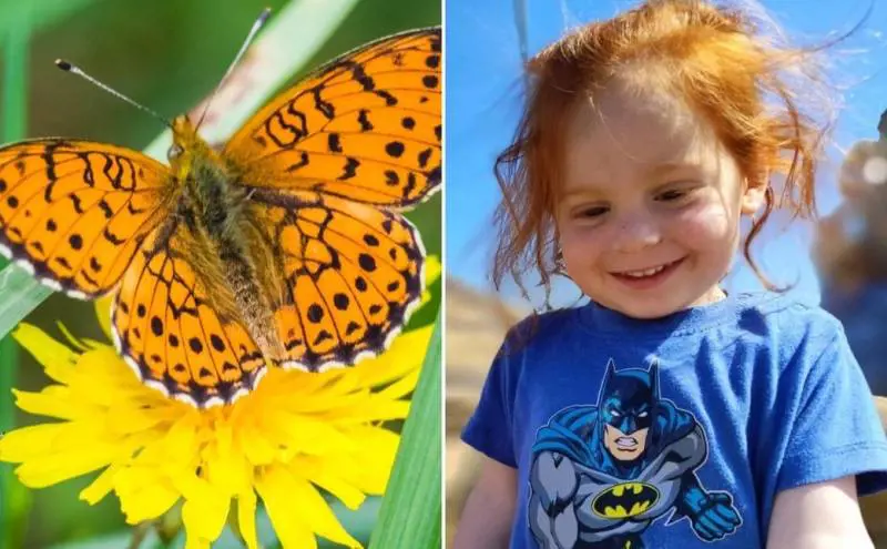 Una farfalla arancione si chiamerà Ariel in memoria del piccolo Bibas