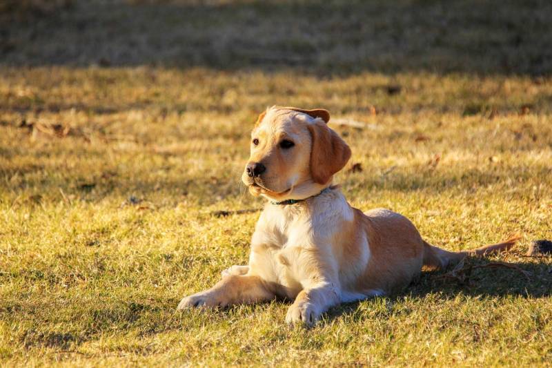 La donna che si identifica come cane