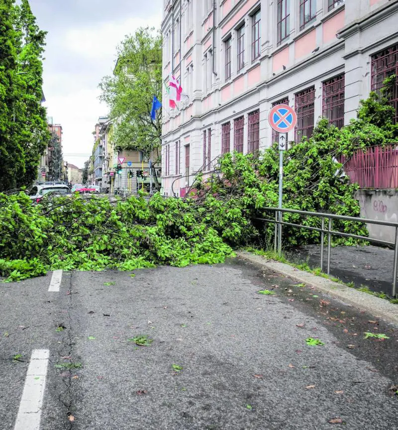 Pioggia e vento, città in allerta. Alberi sulle auto, danni e disagi