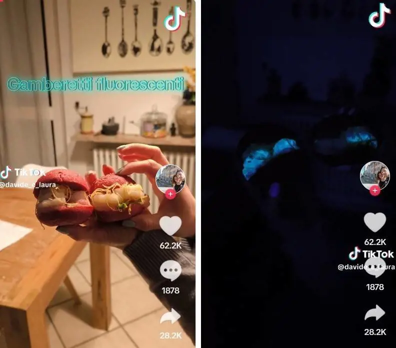 "Si illuminano al buio". La stana scoperta sui gamberetti