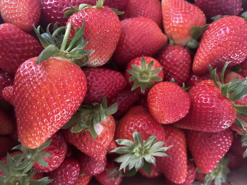 Dove "osano" le fragole: ecco perché sono un'eccellenza del made in Italy