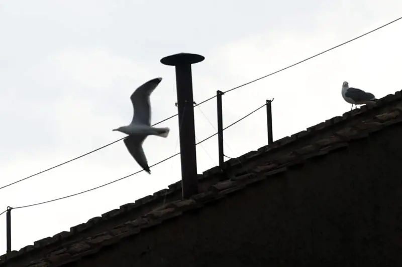 Sul comignolo della Cappella Sistina torna il "gabbiano del Conclave"