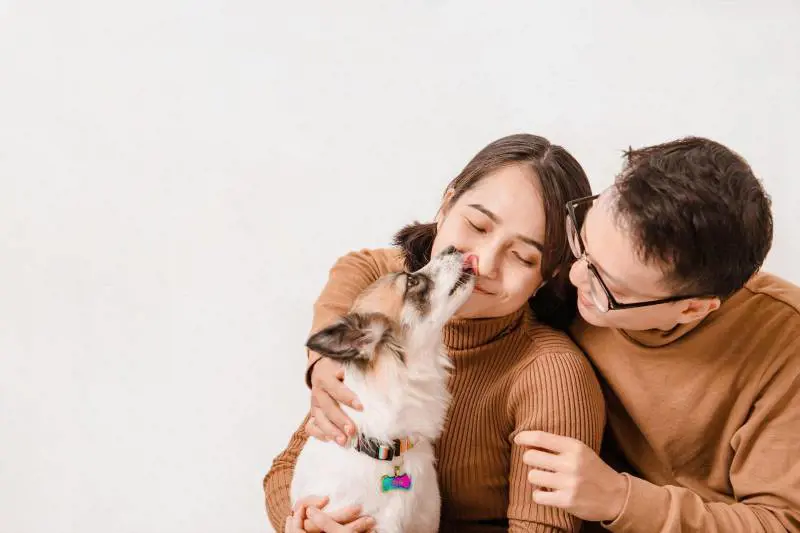 Via libera dell'Enac agli animali domestici in cabina: "Veri e propri passeggeri"