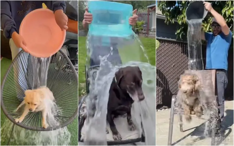 Follia social: l'Ice Bucket Challenge pure sui cani