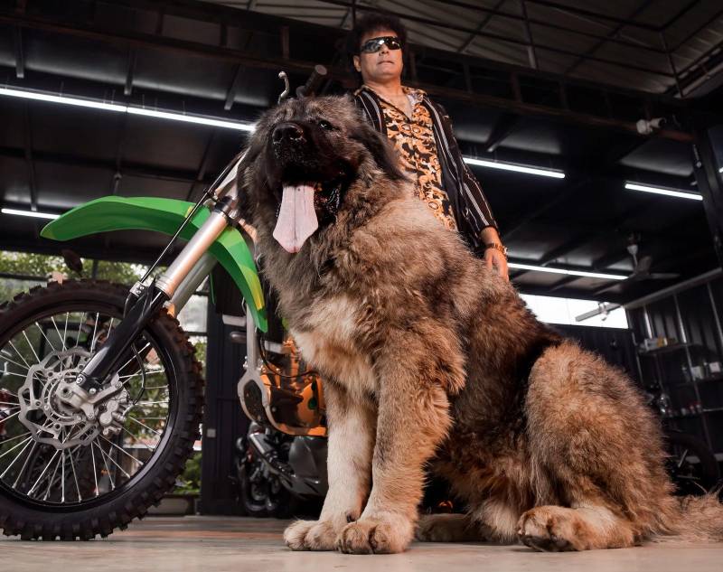 cane più costoso al mondo