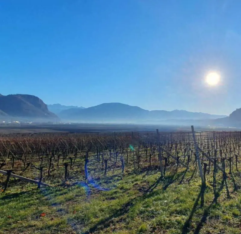Cantina Andriano, le viti in inverno