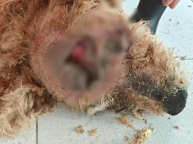 Uno dei due cani feriti gravemente (fonte Social)