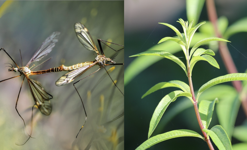 A sinistra una specie comune di zanzare a destra la pianta di citronella