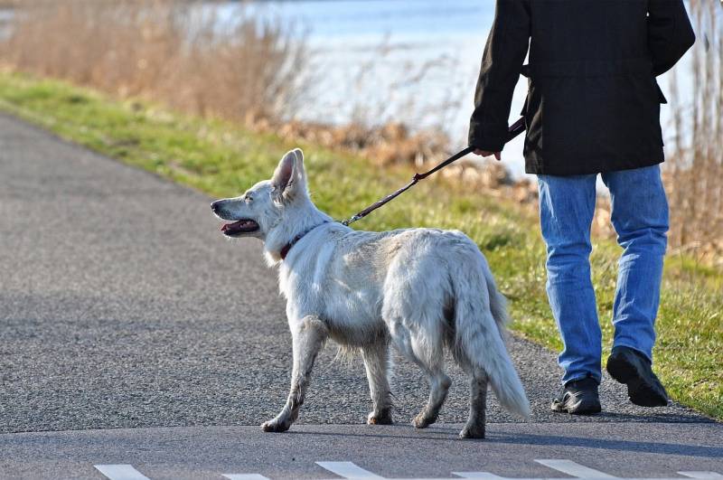 Portare a spasso il cane, le regole da rispettare 