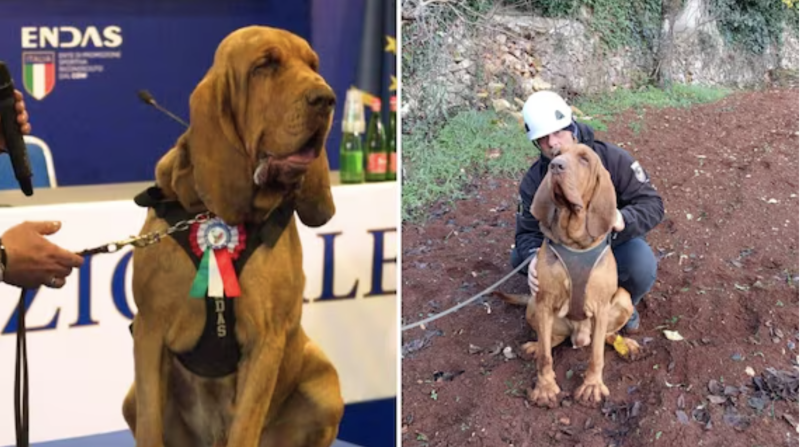 Bruno, il cane molecolare ucciso con un wurstel pieno di chiodi