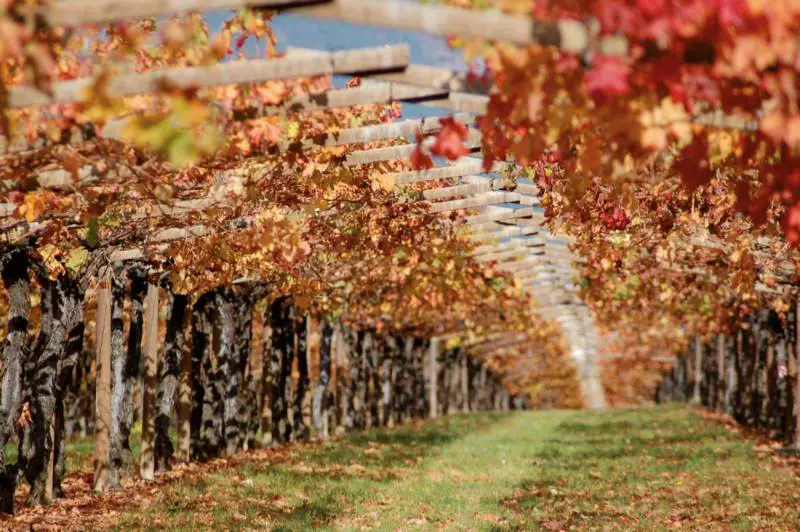 San Leonardo 2020: il vino gentile dei Marchesi Guerrieri Gonzaga