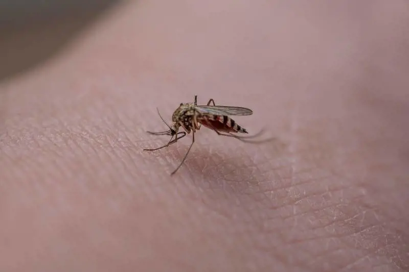 West Nile, morta una donna a Roma per una puntura di zanzara. Sei casi confermati nel Lazio
