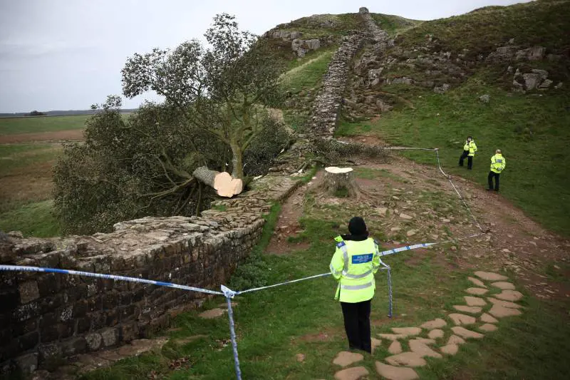 Distrussero l'"albero di Robin Hood". Due vandali condannati a 4 anni di carcere