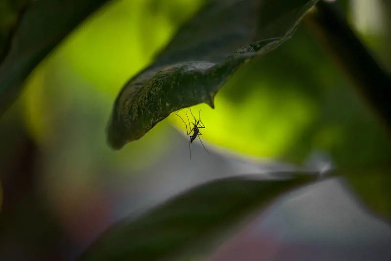West Nile, disinfestazioni sotto accusa