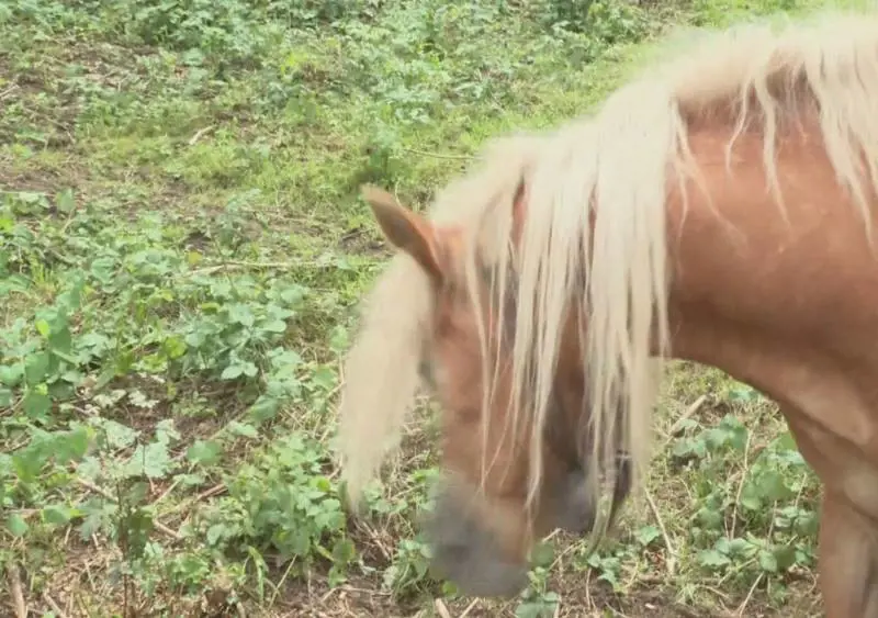 Il campanaccio del cavallo e le proteste (stonate) dei turisti