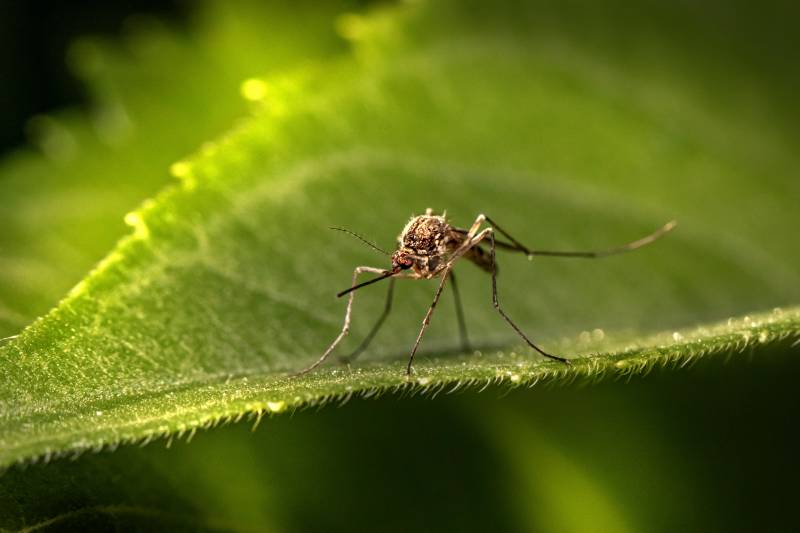 West Nile, come proteggersi: tutte le leggende metropolitane sulle zanzare