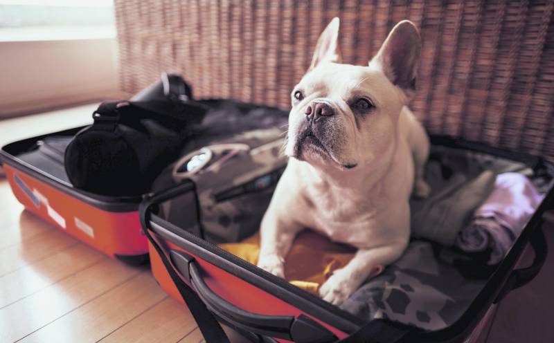 Gadget, coccole e trasportini. Quest'anno più che mai saranno vacanze bestiali
