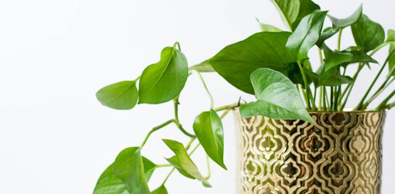 Pothos