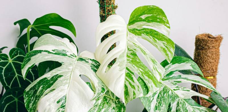 Monstera deliciosa