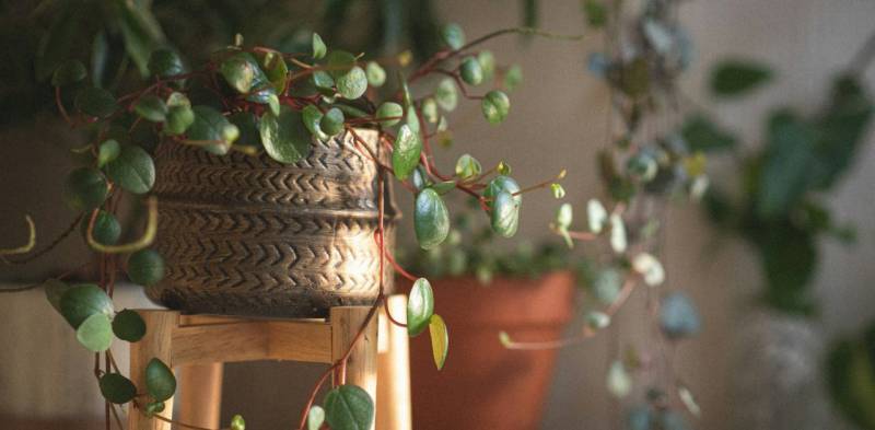 Peperomia