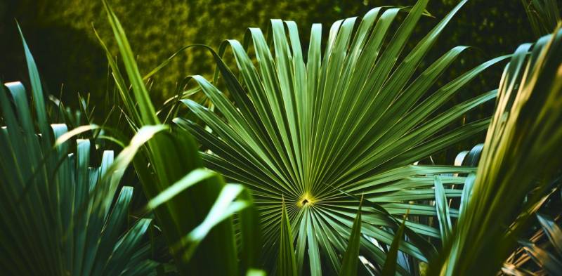 Kentia