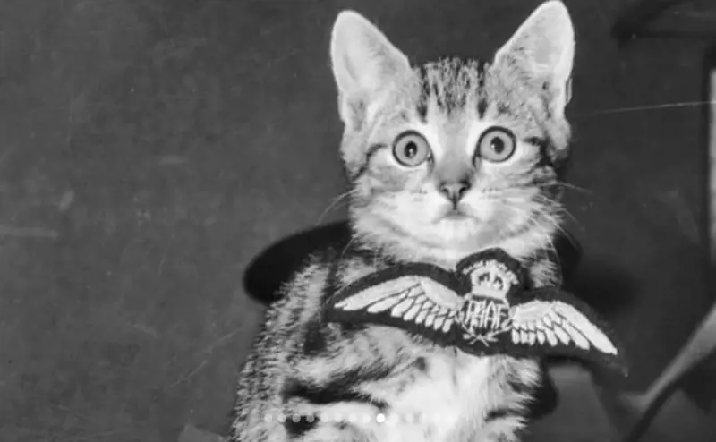 Gatti paracadutati dal cielo: la strana operazione "Cat Drop"