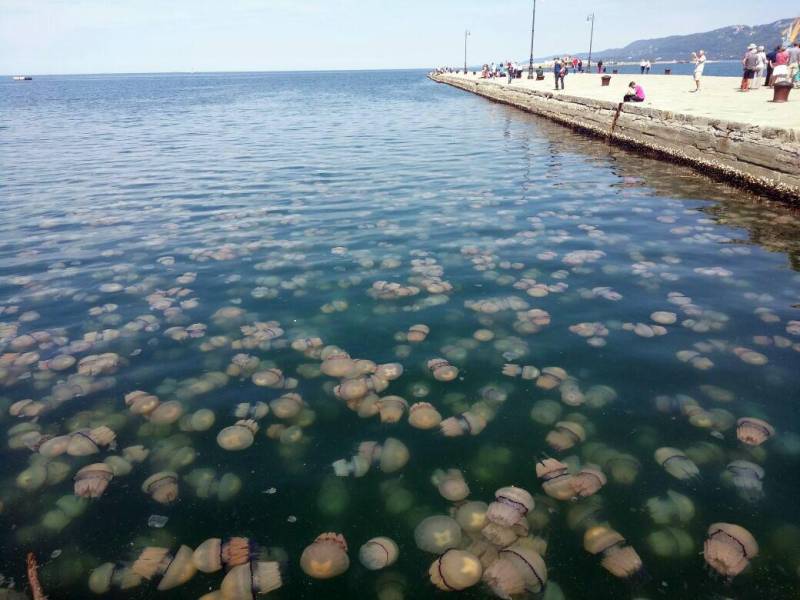 Meduse Trieste 2017