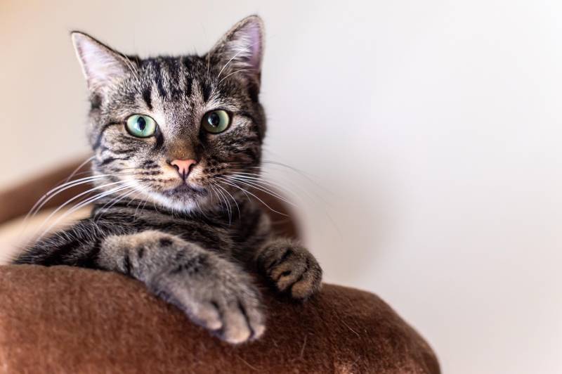 Demenza, anche i gatti possono svilupparla: lo studio che apre nuove strade per le cure