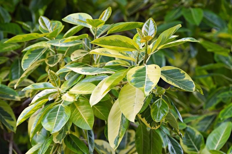 ficus