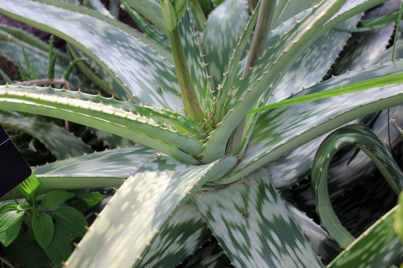 aloe vera 