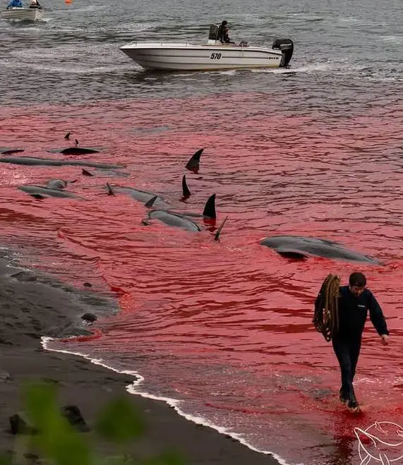 Decine di cetacei uccisi e smembrati alle isole Faer Oer: polemiche per la Grindadráp