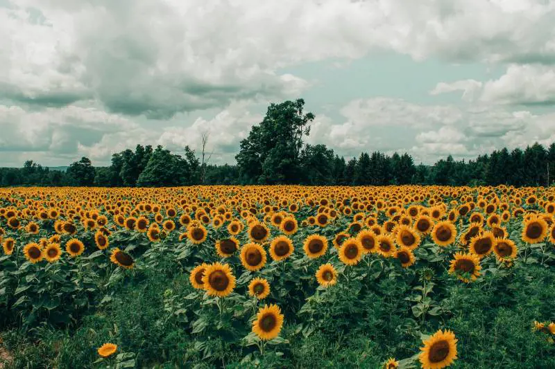 Le foto romantiche tra i girasoli finiscono in rissa: sposi aggrediti dal proprietario del terreno