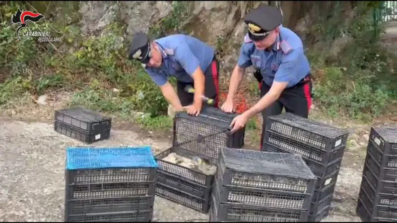 Fermato con 2mila uccelli protetti nascosti in auto: la scoperta dei carabinieri in Calabria