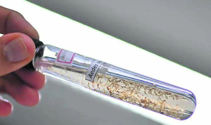 Virus chikungunya, allerta nel Veronese
