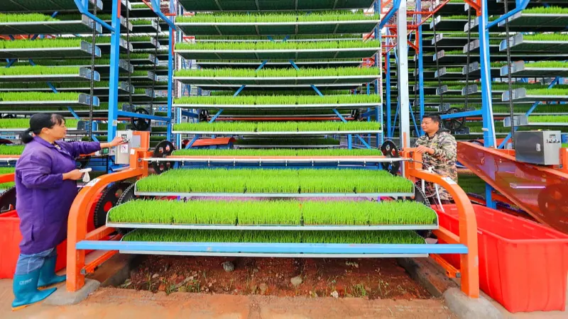 La Cina tutela l'economia rurale celebrando la festa del raccolto degli agricoltori
