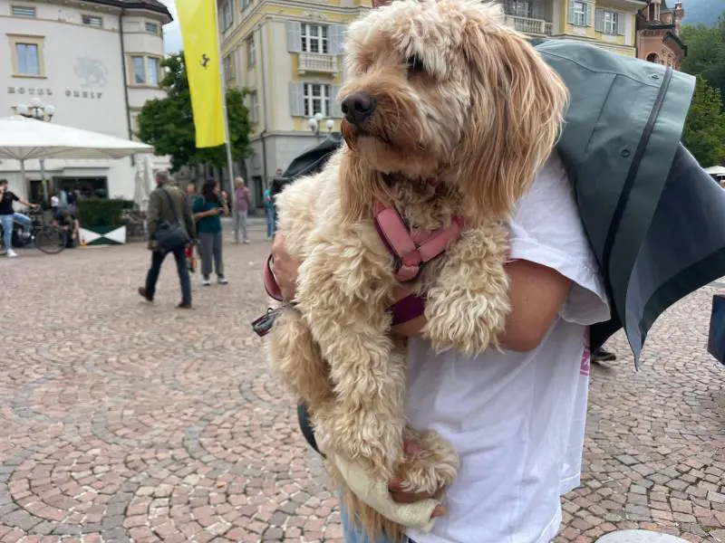 Cani in vacanza? Arriva la tassa di soggiorno pure per loro: quanto dovranno pagare
