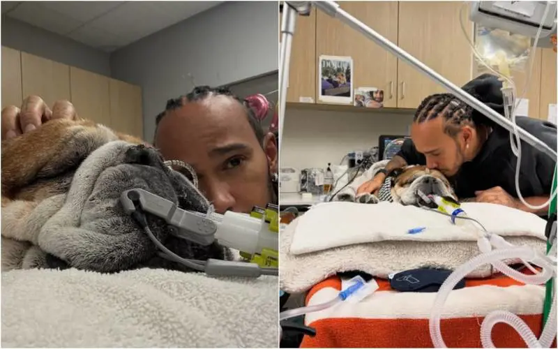 Il dramma di Lewis Hamilton: il suo Roscoe in coma, salta i test al Mugello