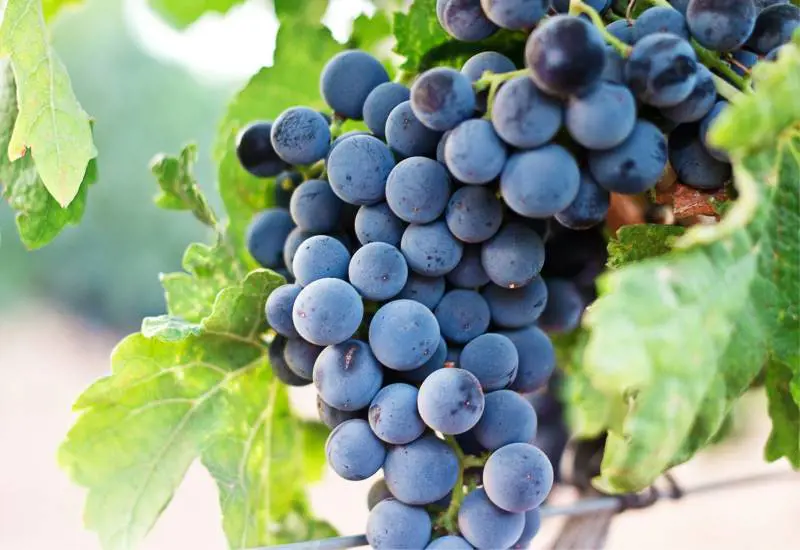 Uva, 5 ricette autunnali che fanno bene alla salute