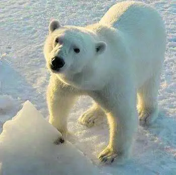 Tra animali, enigmi e antichità. Focus racconta anche l'Italia